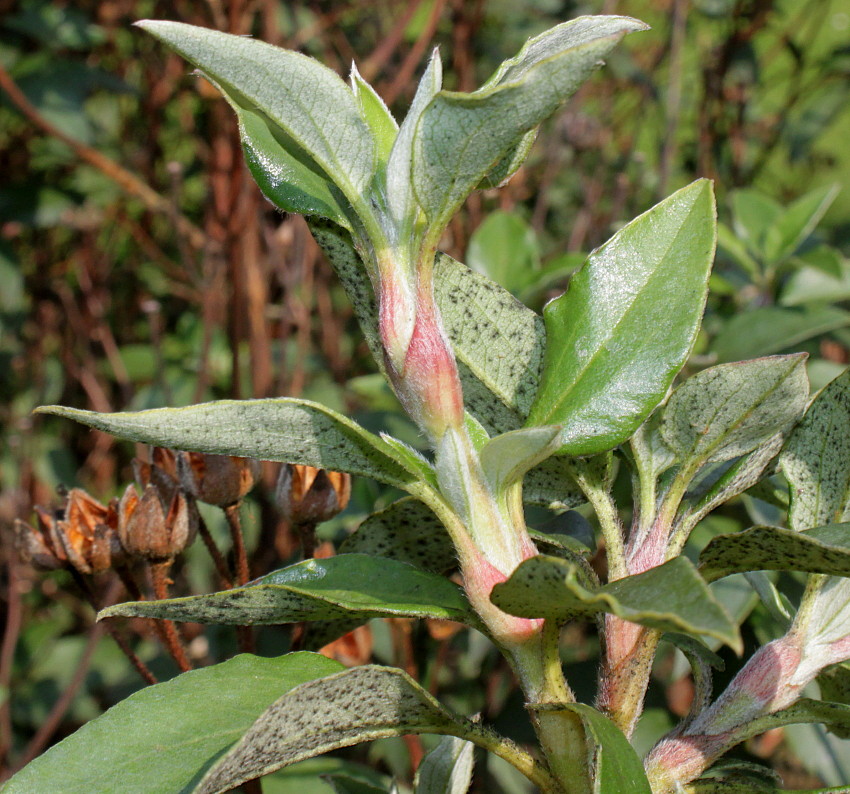 Image of Cistus laurifolius specimen.