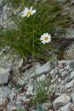 Leucanthemum chloroticum. Цветущее растение. Черногория, нац. парк Ловчен. 18.07.2014.
