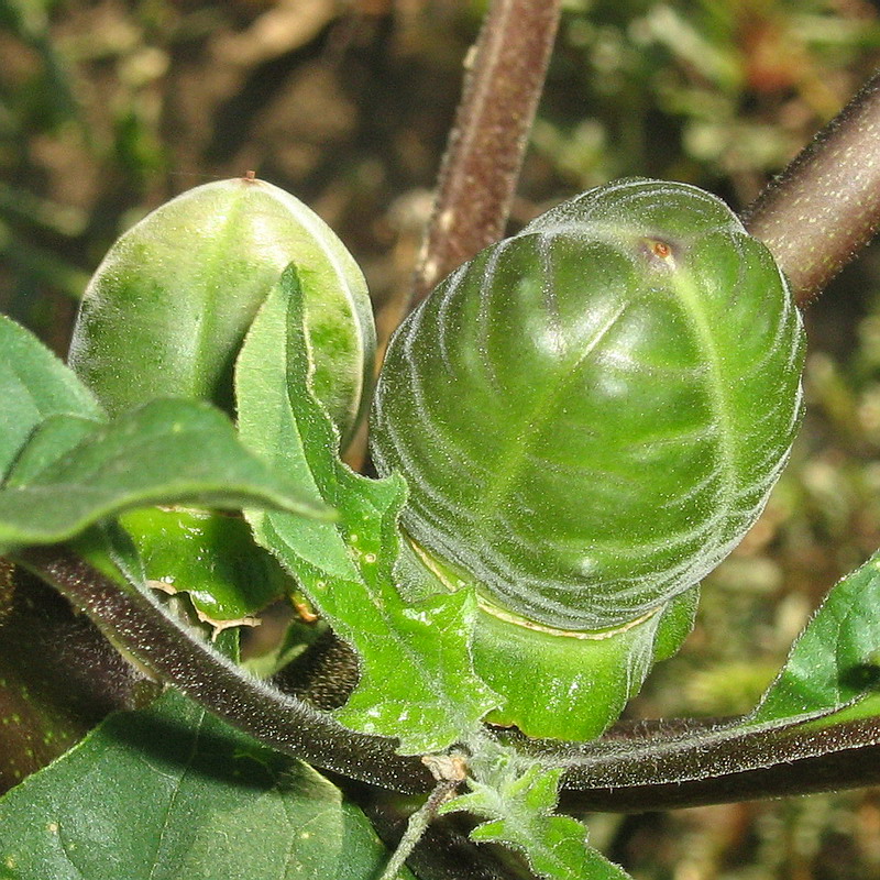 Изображение особи Datura stramonium var. inermis.