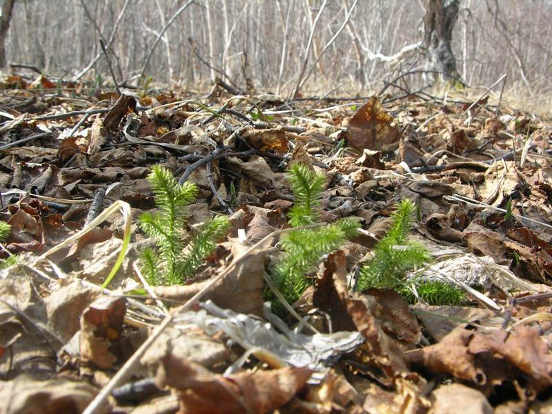 Image of Lycopodium annotinum specimen.