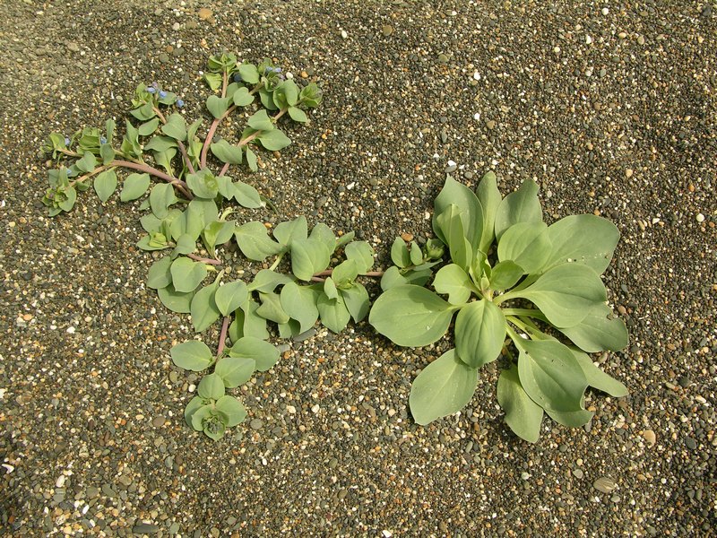 Image of Mertensia maritima specimen.