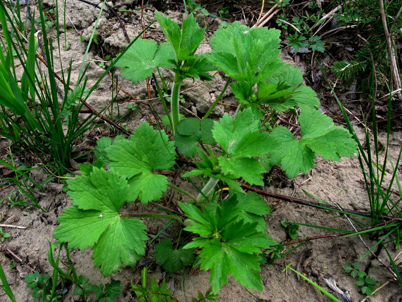 Image of Ranunculus grandifolius specimen.