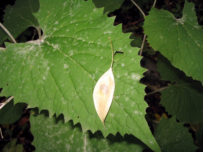 Image of Lunaria rediviva specimen.