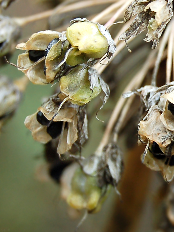 Image of Allium nutans specimen.