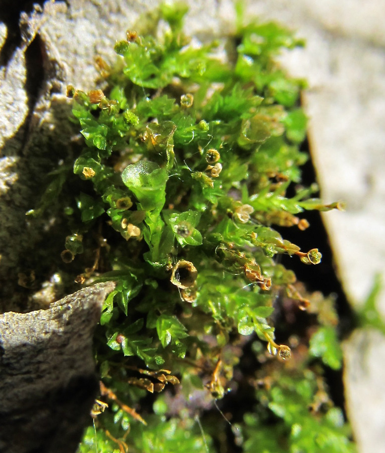 Изображение особи Tetraphis pellucida.