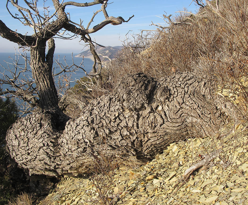 Image of Pistacia mutica specimen.