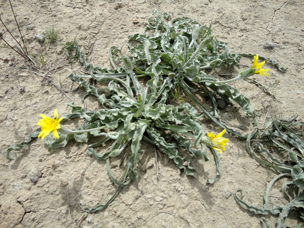 Image of Scorzonera raddeana specimen.