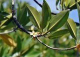 Rhizophora apiculata. Верхушка ветви с цветком. Андаманские острова, остров Баратанг, мангровые заросли на побережье. 05.01.2015.