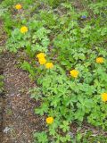 Trollius asiaticus