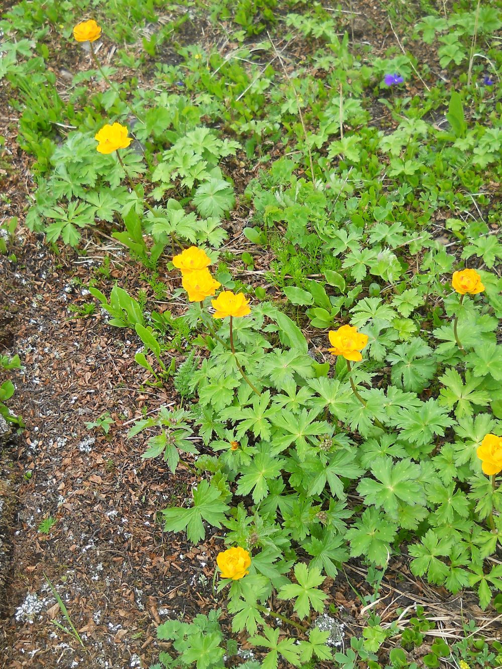 Изображение особи Trollius asiaticus.