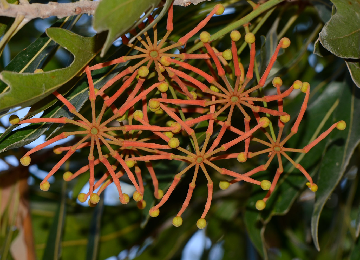 Image of Stenocarpus sinuatus specimen.