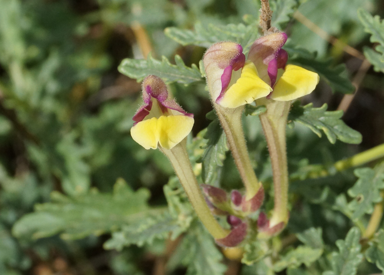 Image of Scutellaria alberti specimen.