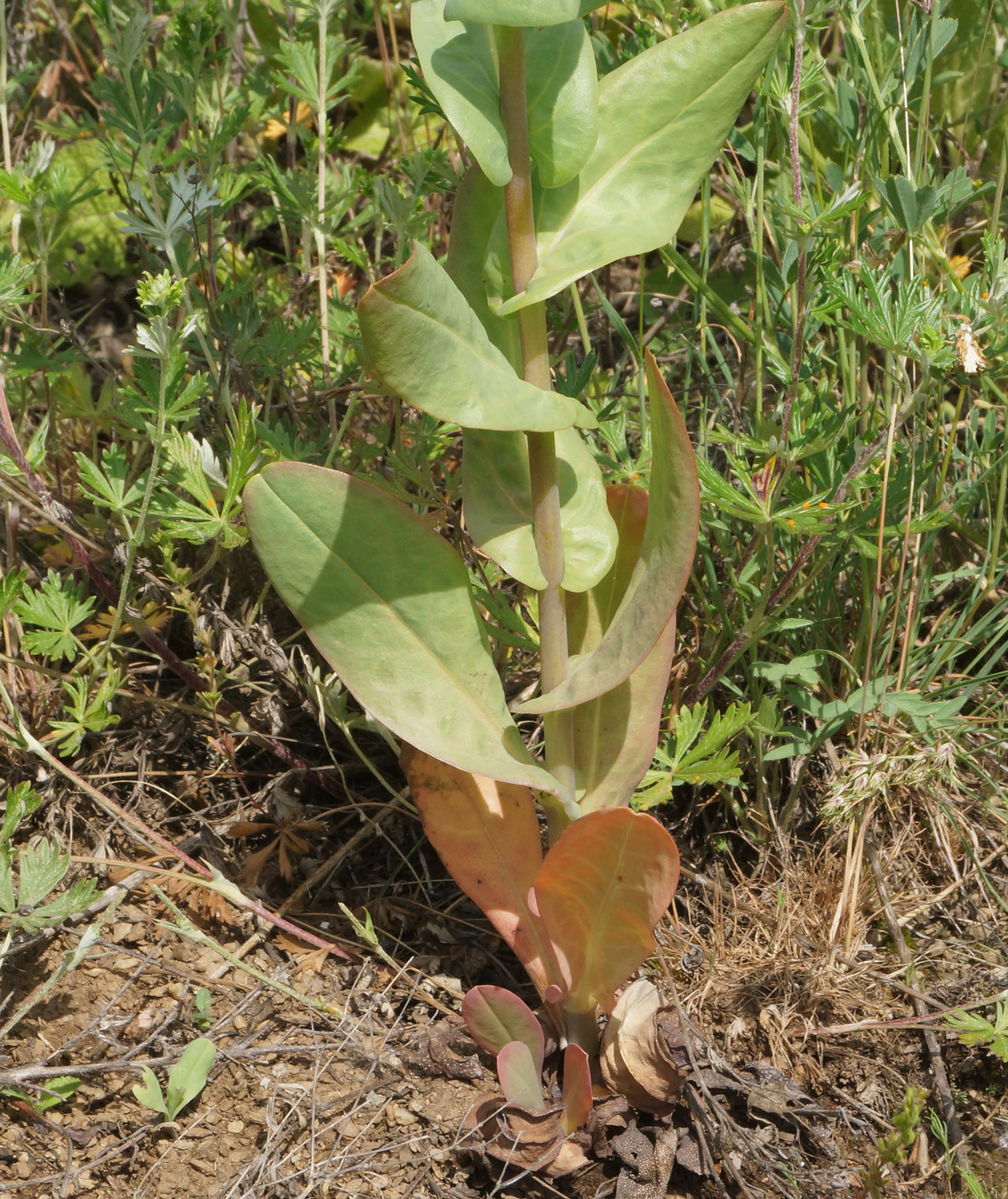 Image of Cerinthe minor specimen.