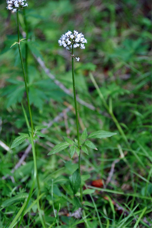 Image of Valeriana altaica specimen.