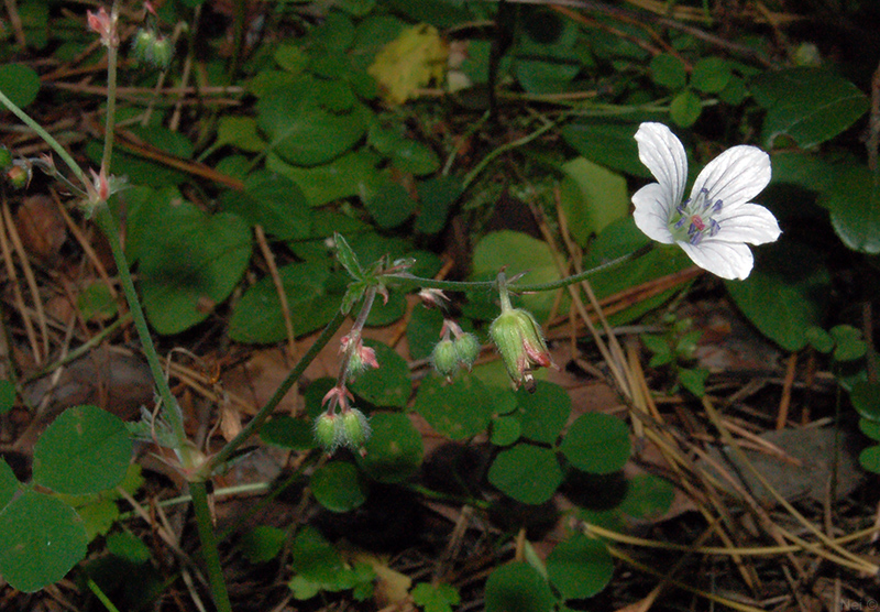 Image of Geranium asiaticum specimen.