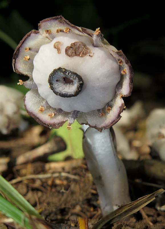 Image of Monotropastrum humile specimen.