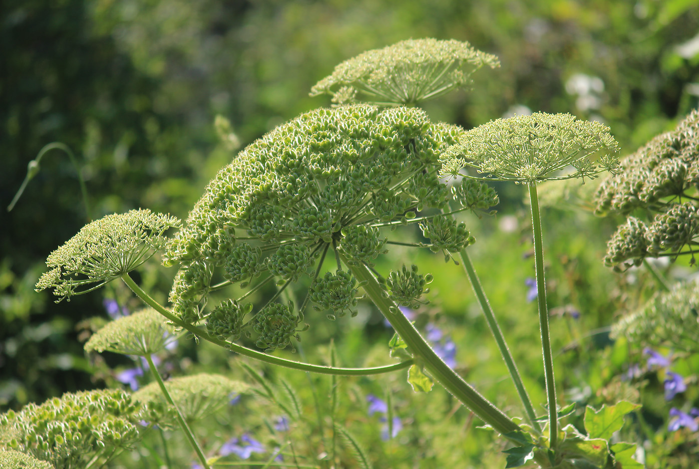 Image of Heracleum stevenii specimen.