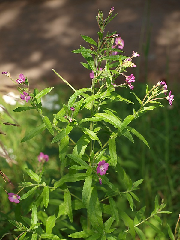 Image of Epilobium hirsutum specimen.