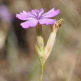 Dianthus gracilis