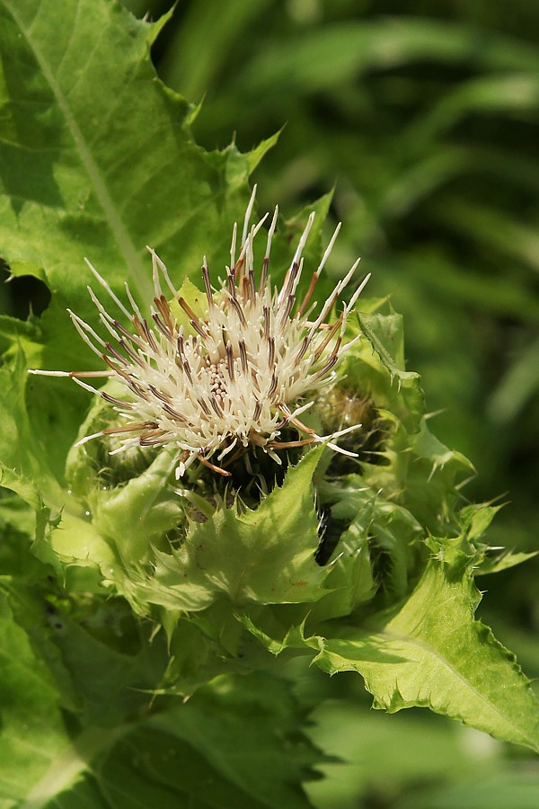 Изображение особи Cirsium oleraceum.