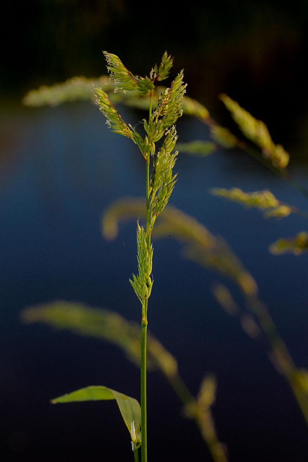 Image of Phalaroides arundinacea specimen.