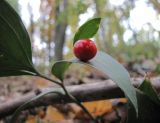 View full-size image Ruscus hypoglossum