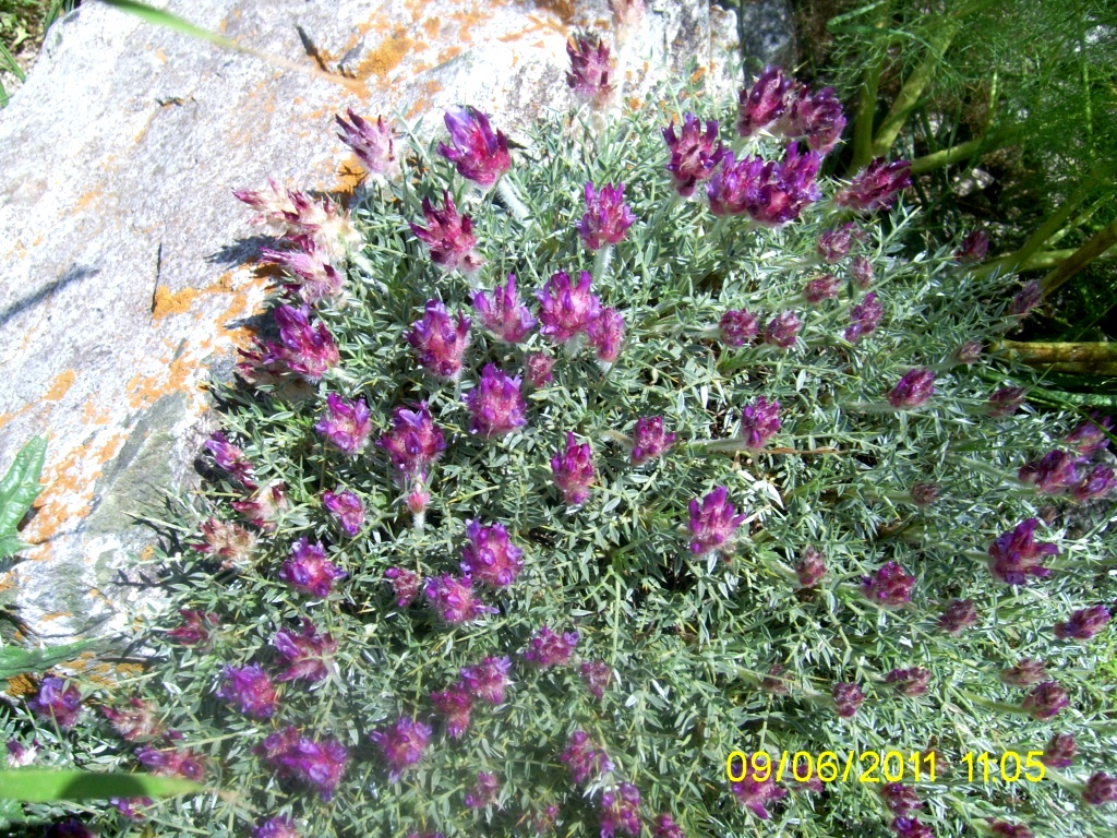 Image of Astragalus uraniolimneus specimen.