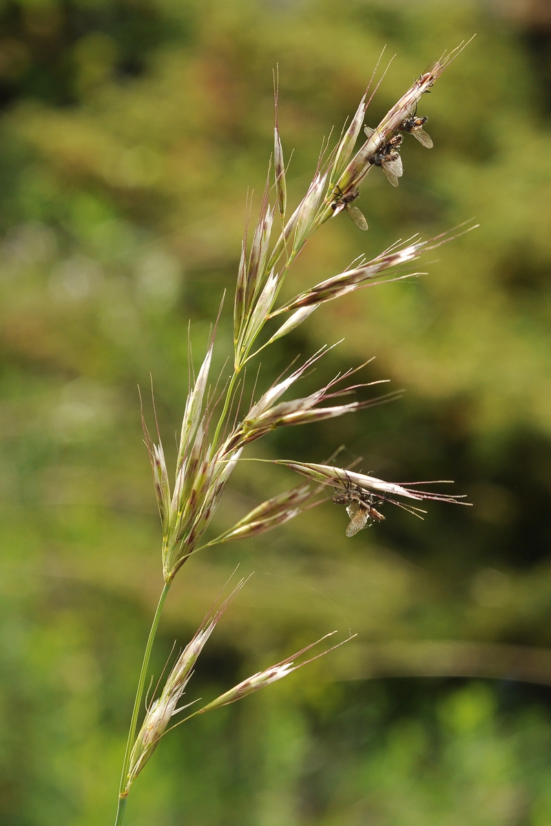 Image of genus Helictotrichon specimen.