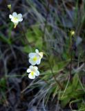 Pinguicula alpina