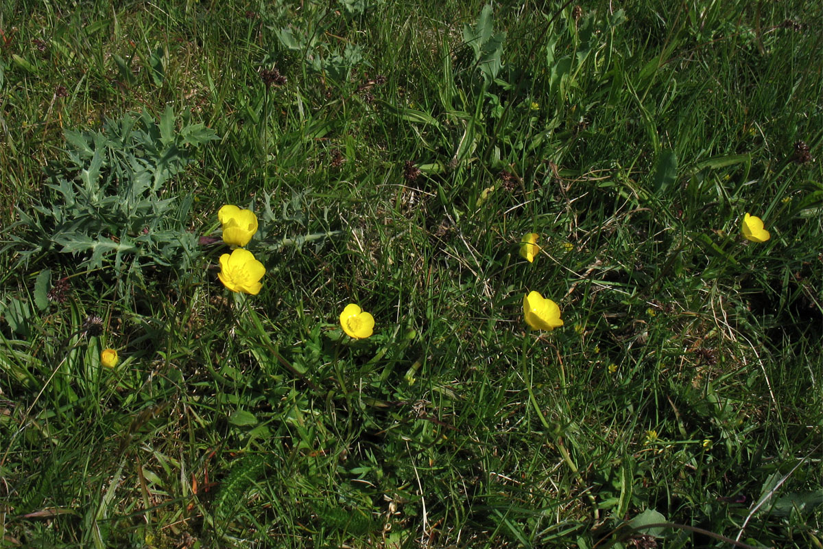 Image of Ranunculus bulbosus specimen.