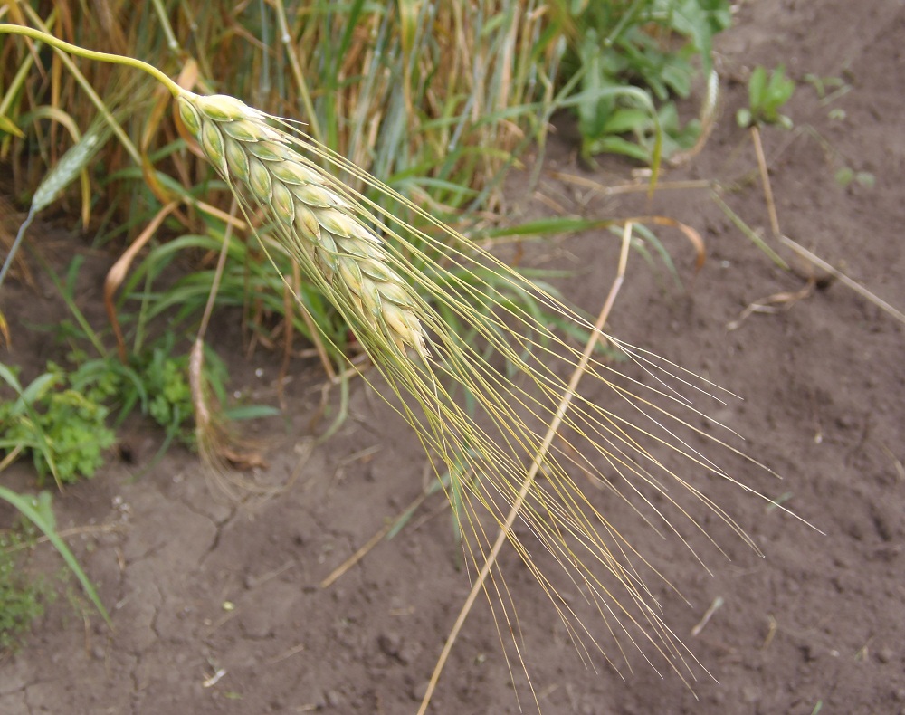 Triticum west coast