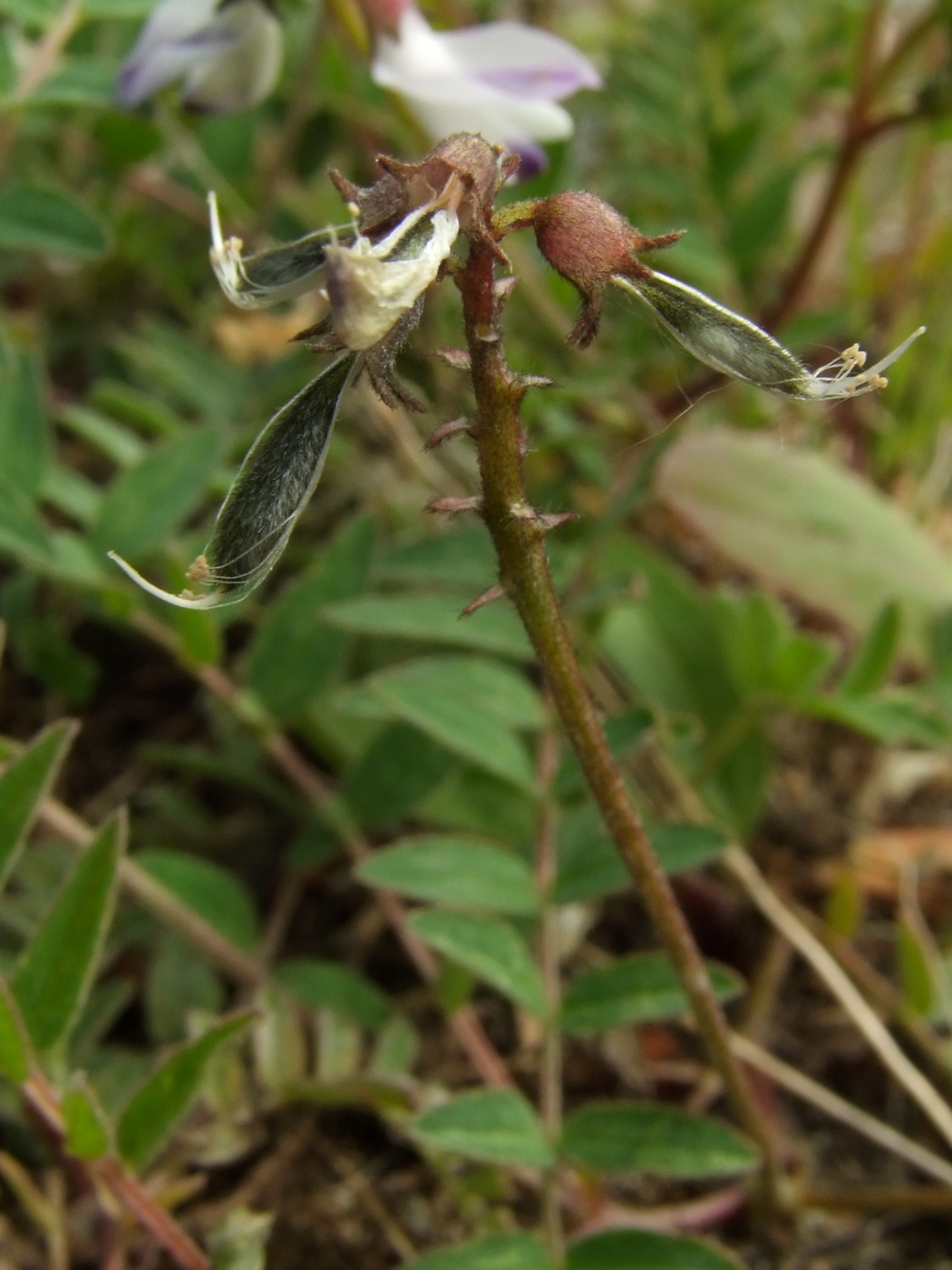 Image of Astragalus alpinus specimen.