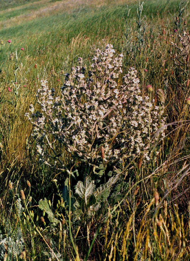 Image of Salvia aethiopis specimen.