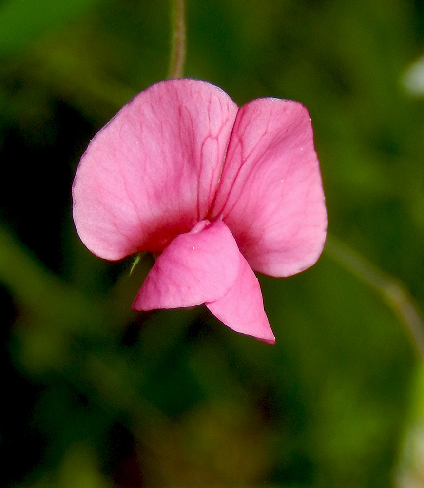 Image of Lathyrus nissolia specimen.