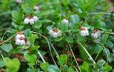 Vaccinium vitis-idaea. Цветущие растения. Республика Алтай, Усть-Коксинский р-н, бассейн р. Аккем, берег р. Текелю, хвойный лес. 30.06.2006.