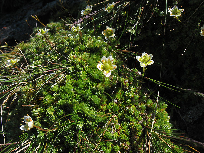 Image of Saxifraga bryoides specimen.