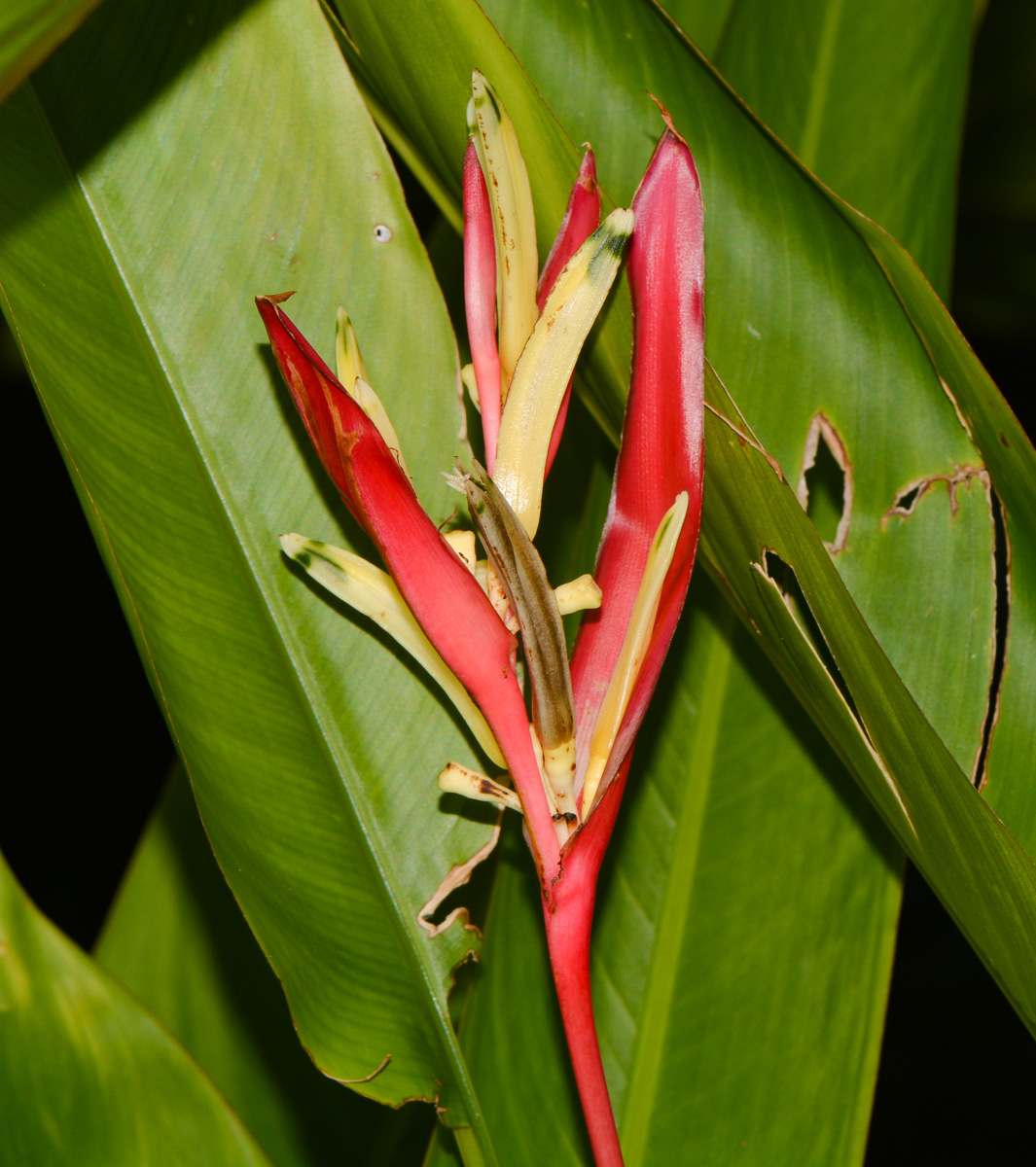 Image of Heliconia psittacorum specimen.