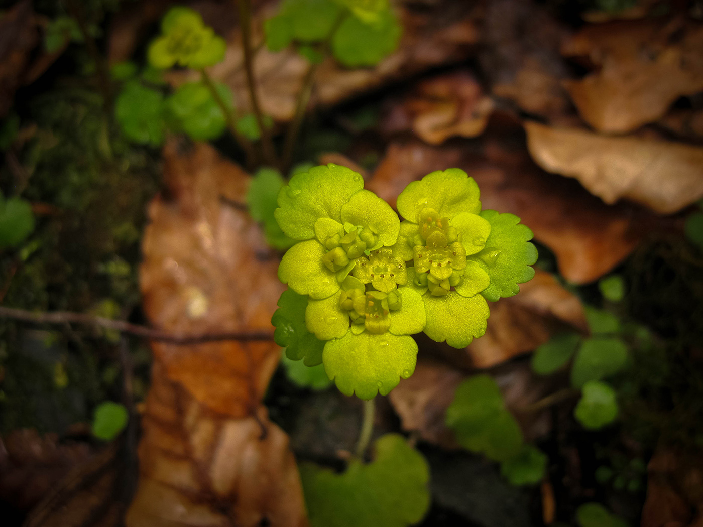 Image of Chrysosplenium alternifolium specimen.