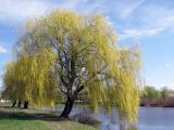 Salix babylonica