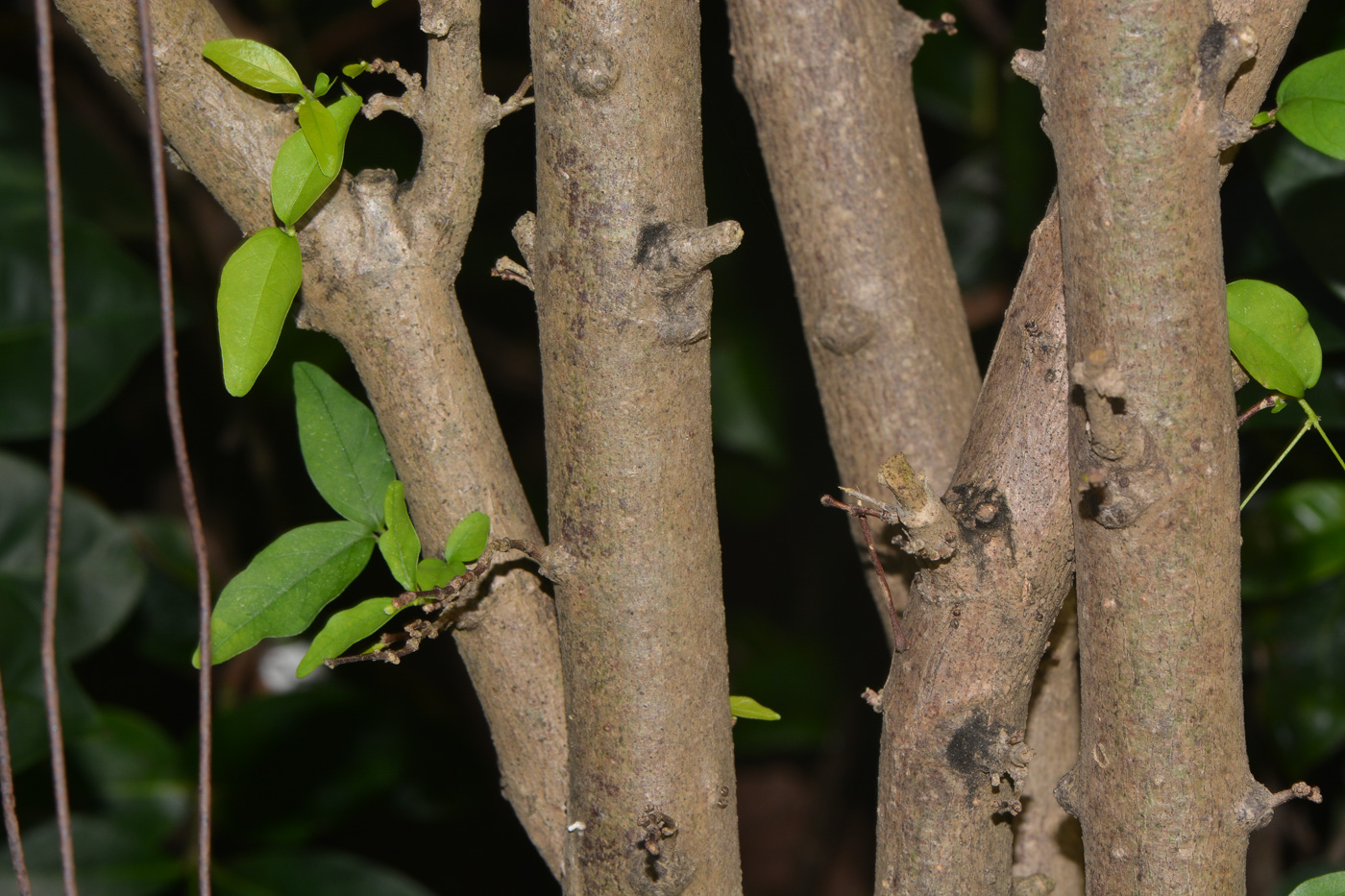 Image of Wrightia antidysenterica specimen.