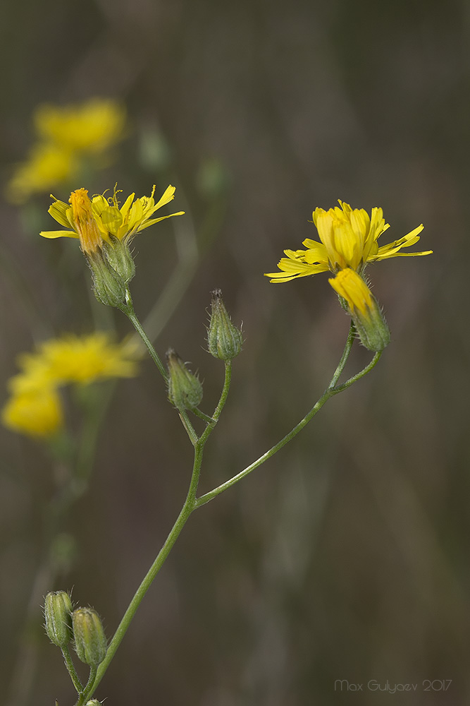 Изображение особи род Crepis.