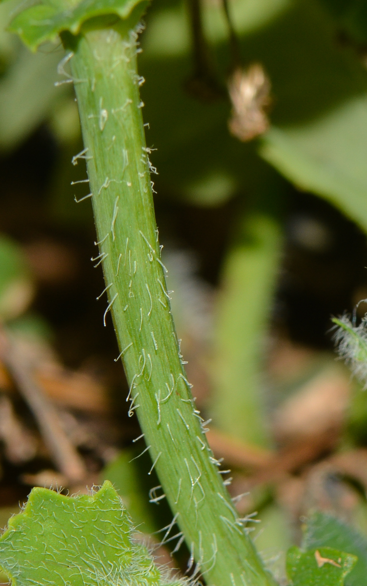 Image of Emilia sonchifolia specimen.