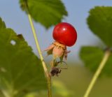 Rubus saxatilis. Плод. Тульская обл., Плавский р-н, окр. пос. Молочные Дворы, березовая роща. 13.08.2017.