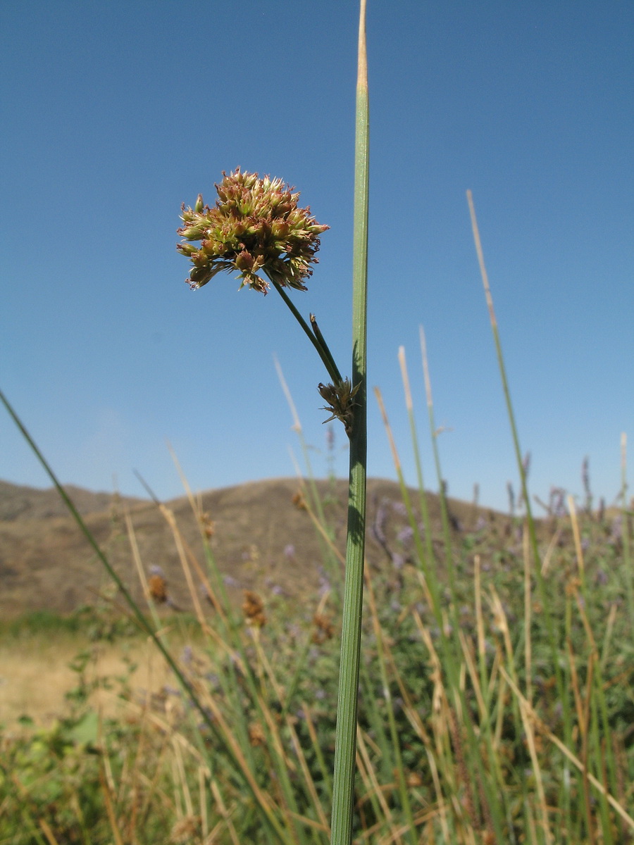 Изображение особи Juncus inflexus.