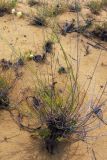 Cephalaria uralensis. Цветущее растение. Дагестан, бархан Сарыкум. 16.08.2017.