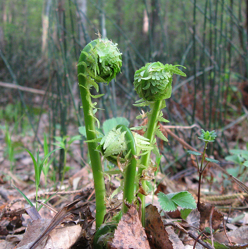 Image of Matteuccia struthiopteris specimen.