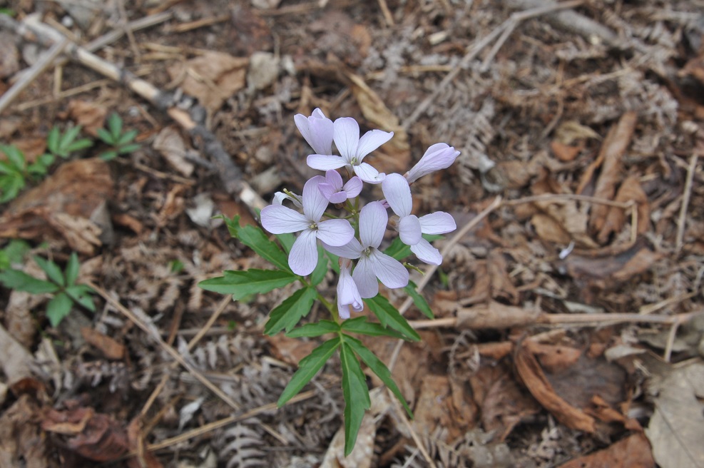 Image of Cardamine quinquefolia specimen.