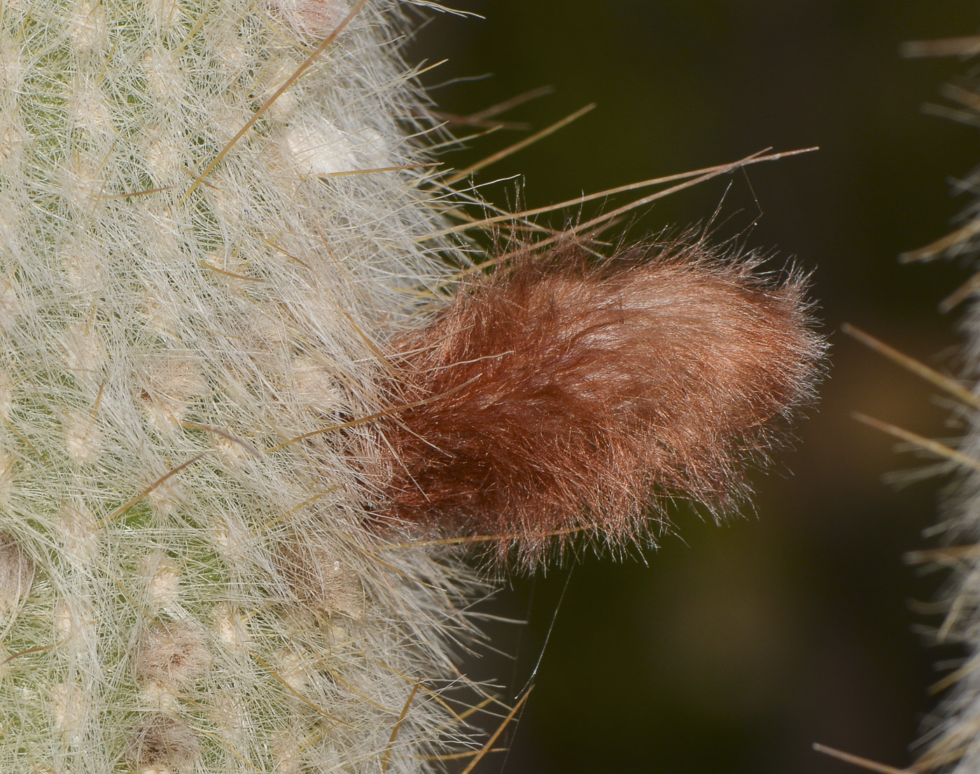 Изображение особи Cleistocactus straussii.