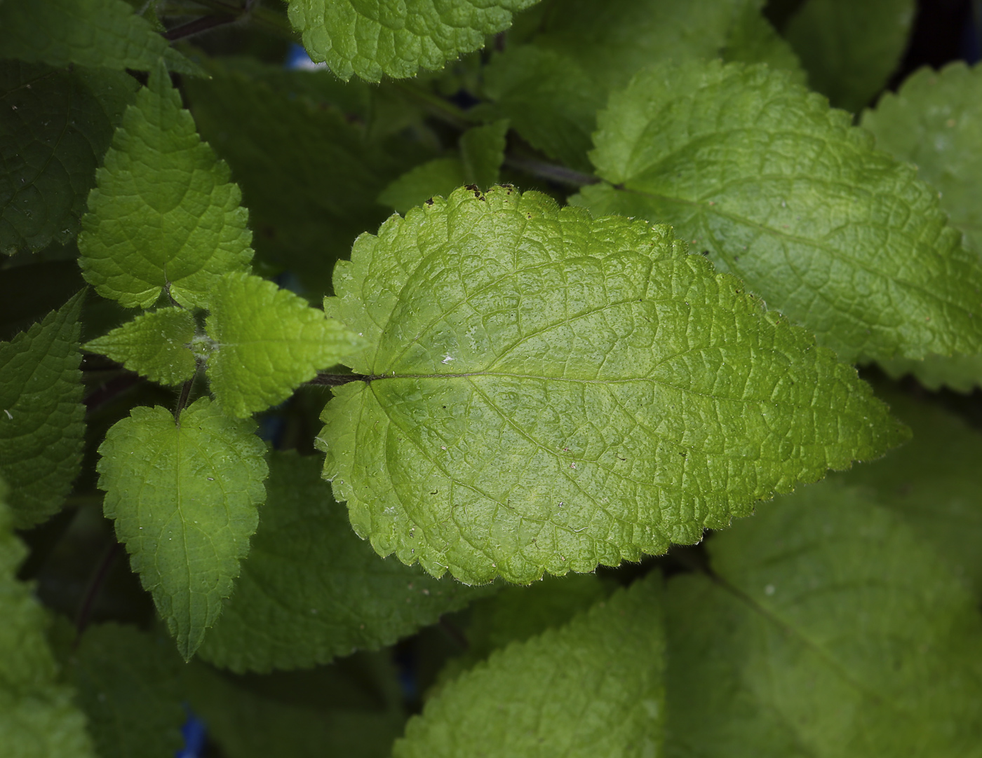 Изображение особи Stachys sylvatica.