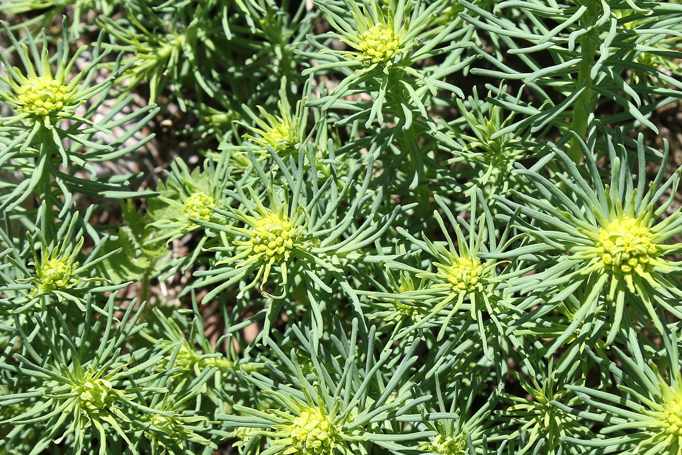 Image of Euphorbia cyparissias specimen.